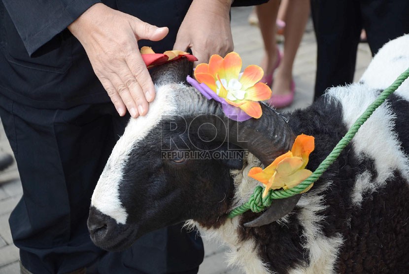  Kambing yang akan disembelih dihiasi bunga pada 'Cihideung Festival 2013' di Desa Wisata Bunga Cihideung, Kecamatan Parongpong, Kabupaten Bandung Barat, Ahad (3/11).  (Republika/Edi Yusuf)