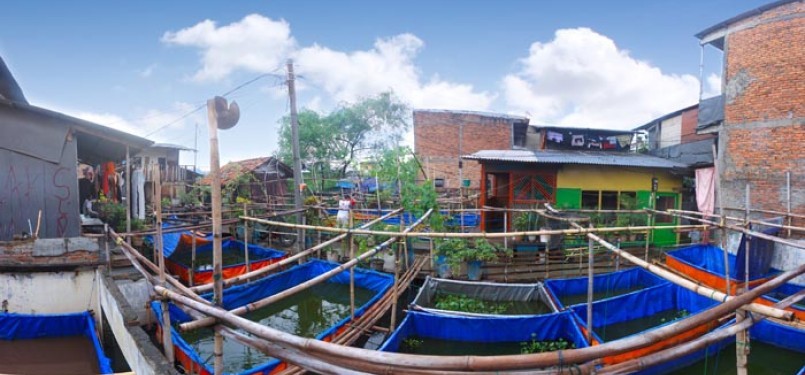 Kampung Apung Kapuk, Cengkareng, Jakarta Barat.