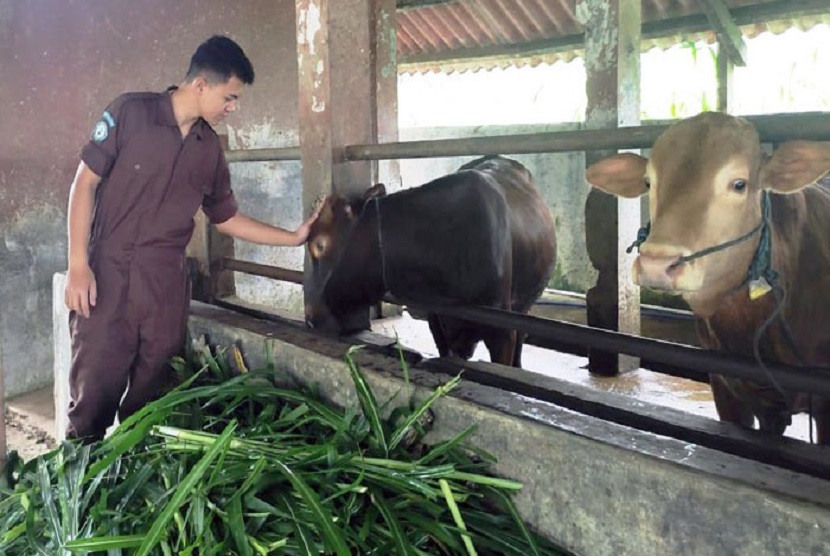  Kampus jurusan Peternakan Politeknik Pembangunan Pertanian (Polbangtan) Bogor mendorong mahasiswa membentuk kelompok dalam program Penumbuhan Wirausaha Muda Pertanian (PWMP) menggeluti usaha penggemukan sapi potong.