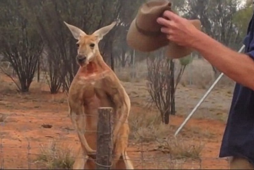 Kanguru berotot seperti binaragawan