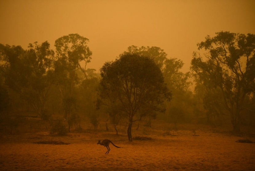 Kanguru tampak di kawasan semak hutan Australia dengan langit oranye akibat kebakaran hutan di sekitar Canberra, Australia, (5/1).