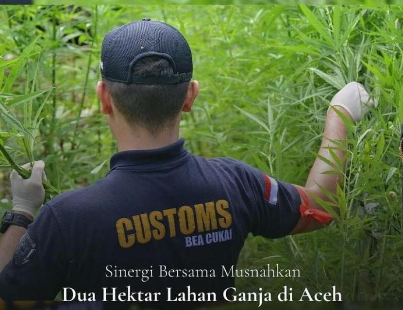  Kanwil Bea Cukai Aceh turut hadir dalam kegiatan pemusnahan narkotika tanaman ganja siap panen seluas dua hektare oleh Badan Narkotika Nasional (BNN).