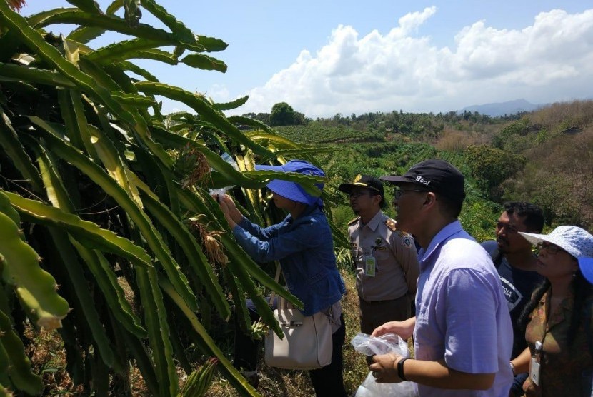  karantina China melakukan kunjungan selama tiga hari ke Denpasar, Bali, terkait protokol masuknya buah naga Indonesia ke China