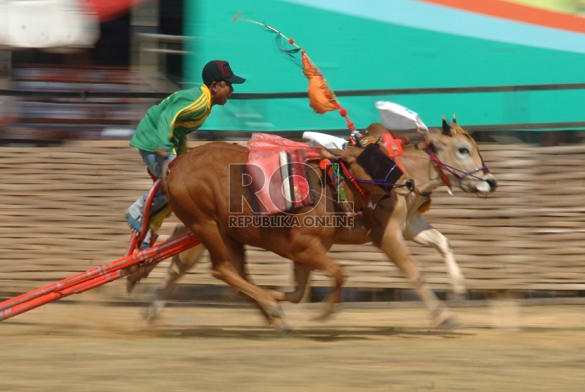 Karapan sapi yang menjadi budaya khas warga Madura.