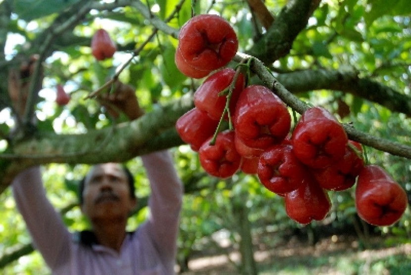 Karsipan petani buah jambu air merah delima memanen buah miliknya di Betokan, Demak, Jateng, Senin (24/6).