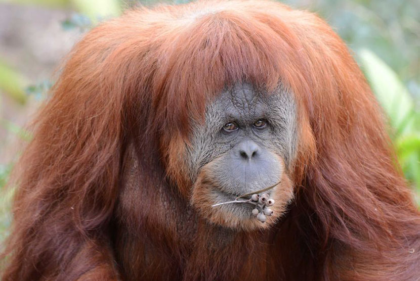 Karta si orangutan (abc news)