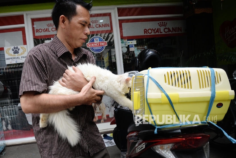 Karyawan memberikan perawatan terhadap kucing yang dititipkan di tempat penitipan hewan. (ilustrasi)