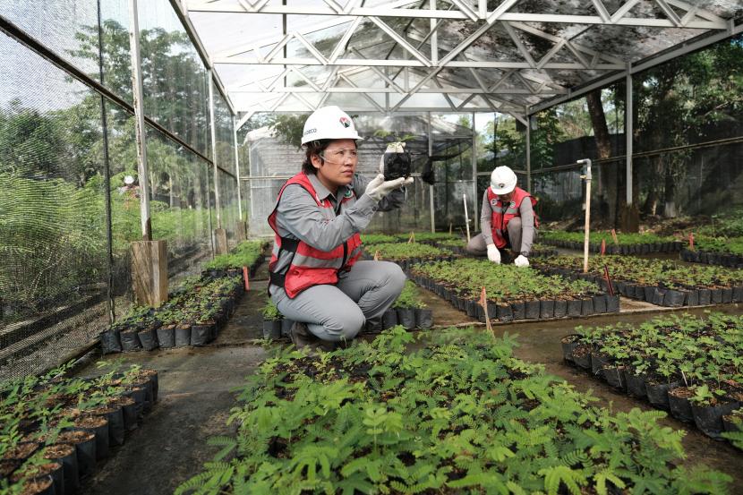 Karyawati Kideco melakukan pengecekan bibit tanaman yang akan ditanam pada lahan reklamasi