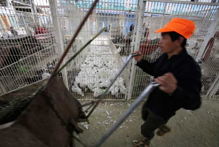 Kasus Flu burung di Cina (ilustrasi). Seorang perempuan berusia 56 tahun di Cina telah meninggal akibat terinfeksi flu burung H3N8. Itu menjadi kematian manusia pertama yang diketahui dari strain influenza unggas.