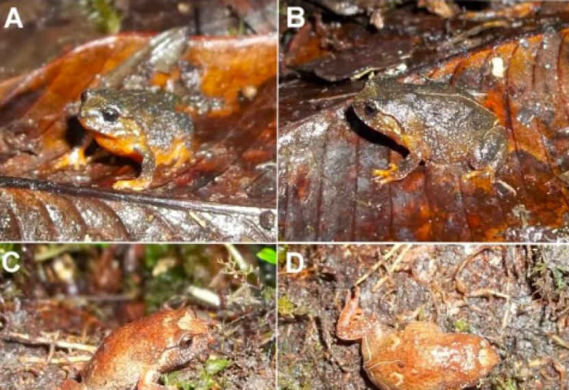 Katak jenis baru yang ditemukan BRIN di Gunung Mekongga, Sulawesi Tenggara. 