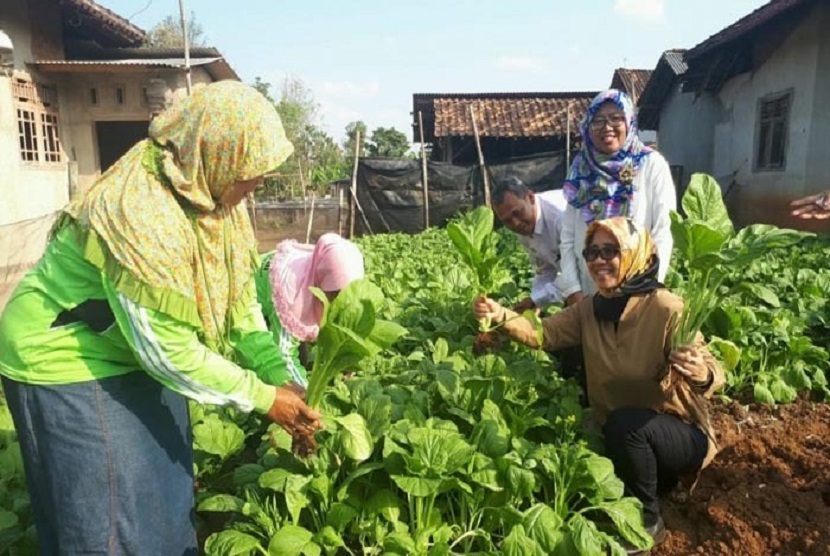 Kaum ibu menanam di pekarangan (ilustrasi). Kaum ibu Selayar mengembangkan pekarangan pangan lestari yang diinisiasi Mentan