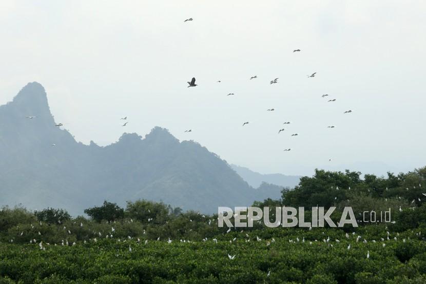 Kawanan burung berada di hutan mangrove Kampung Blekok, Situbondo, Jawa Timur. Pengelola Desa Wisata Kampung Blekok di Kabupaten Situbondo, Jawa Timur, menargetkan 15 ribu wisatawan pada 2023.