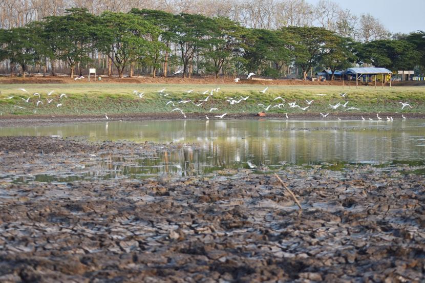 Kawanan burung kuntul mencari ikan di kubangan air yang tersisa di dasar Waduk Saradan, Kabupaten Madiun, Jawa Timur, Ahad (11/10/2020).(Ilustrasi)