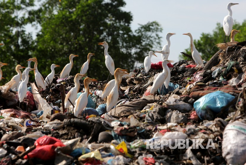 Kawanan burung kuntul putih (babulcus ibis) mencari makan di Tempat Pembuangan Akhir (TPA) di Blang Bintang, Aceh Besar, Aceh, Jumat (22/2/2019). 