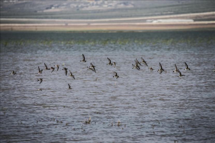 Hatay, Turki, Habitat Bagi 375 Spesies Burung. Kawanan burung terbang di atas Bendungan Reyhanli, di Hatay, Turki pada 29 September 2020.