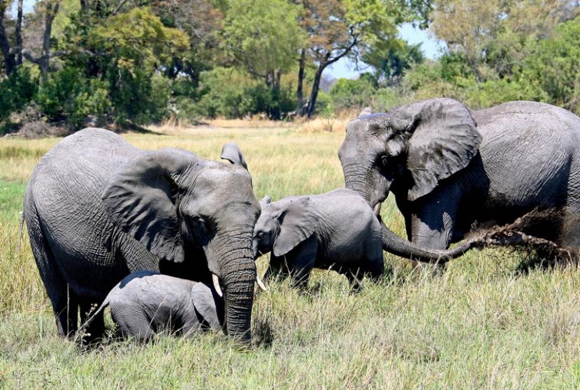 Kawanan gajah di Area Kwedi di Okavango Delta, 30 km utara Mombo, Botswana. Ratusan gajah mati misterius dalam beberapa pekan terakhir.