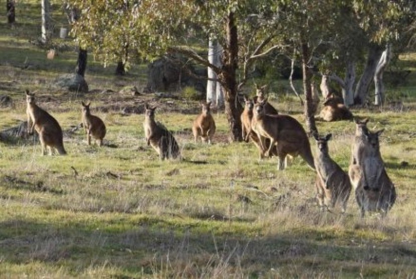 Kawanan kanguru di kawasan Pinnacle Reserve.