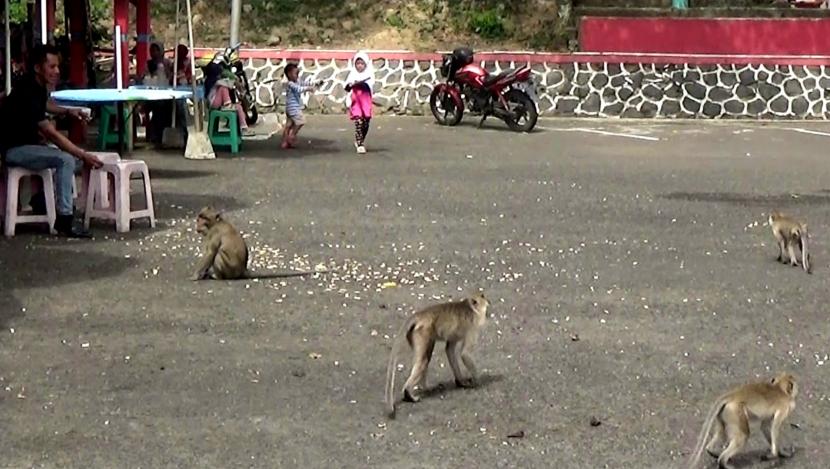  Kawanan kera ekor panjang yang berkeliaran hingga area parkir objek wisata Goa Kreo, Kelurahan Kandri, Kecamatan Gunungpati, Kota Semarang, Jateng.