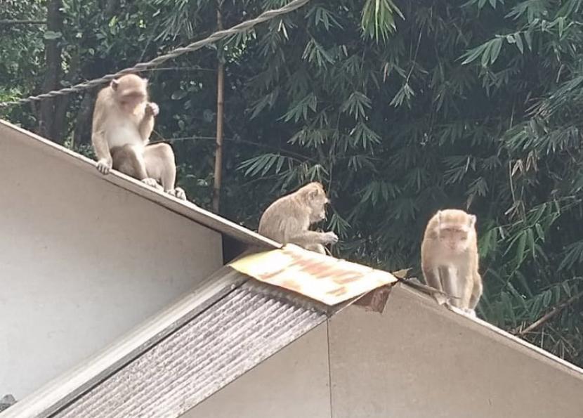 Kawanan monyet liar masuk ke pemukiman warga, (ilustrasi). Beberapa monyet liar itu terlihat di permukiman warga diantaranya di Babakan Sari, Kiaracondong, Kota Bandung.