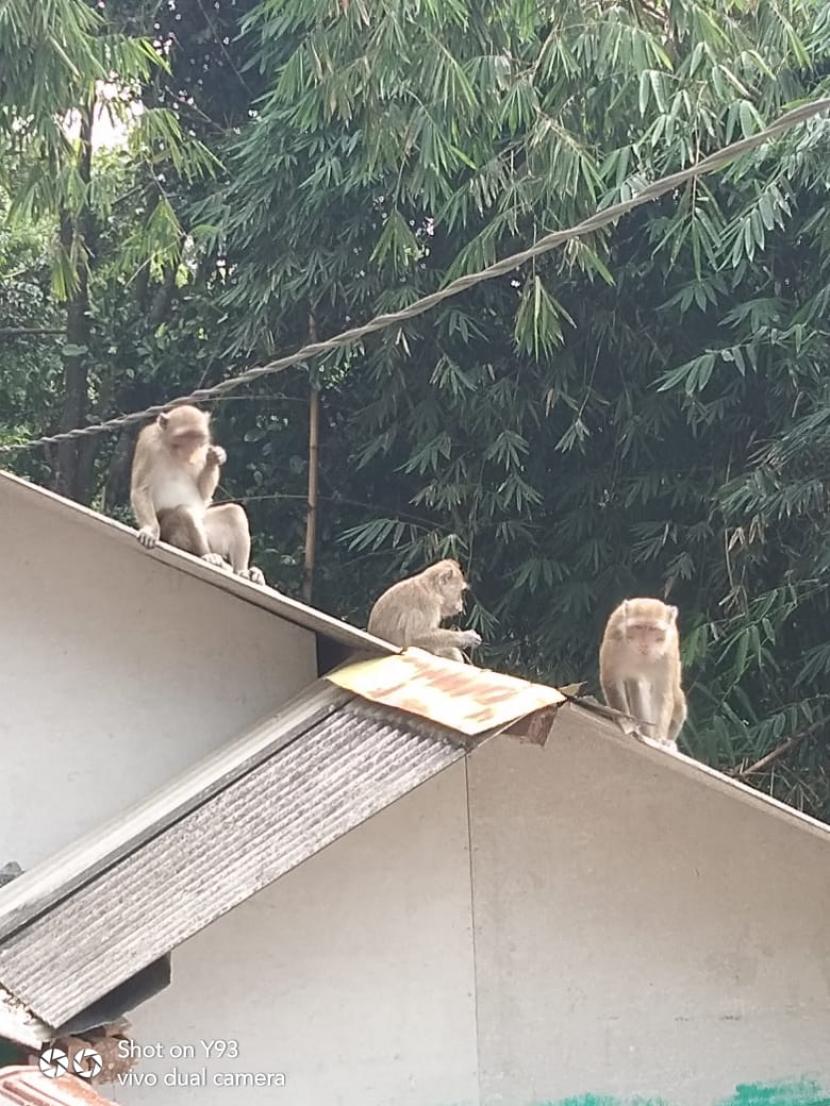 Kawanan monyet liar masuk ke pemukiman warga. Ilustrasi