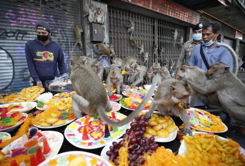 Kawanan monyet menikmati buah dan sayur dalam Festival Monyet di Provinsi Lopburi, Thailand. Festival Monyet dilanjutkan usai dua tahun absen akibat pandemi. Ilustrasi.  