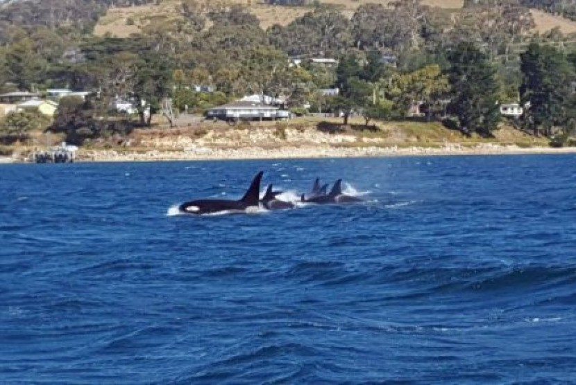 Kawanan paus pembunuh atau ‘Orcas’, ditemukan di mulut Sungai Derwent, di selatan Hobart.