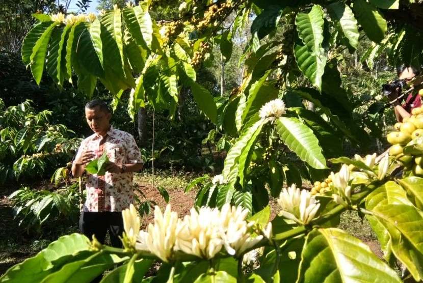 Kebun Kopi MesaStila di Desa Losari, Kecamatan Grabag, Kabupaten Magelang, Jawa Tengah (ilustrasi). Magelang tak hanya dikenal dengan Candi Borobudur, tapi juga kopi lokalnya.
