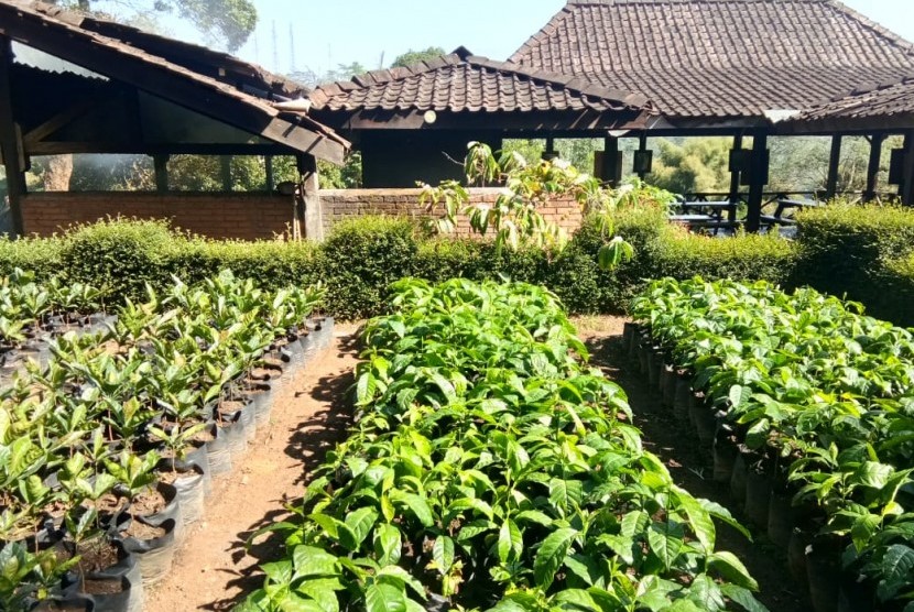  Santri Tani dan GAMKI Sepekati Kembangkan Agrowisata Riau. Foto ilustrasi: Kawasan Agrowisata Kebun Kopi MesaStila di Desa Losari, Kecamatan Grabag, Kabupaten Magelang, Jawa Tengah. 