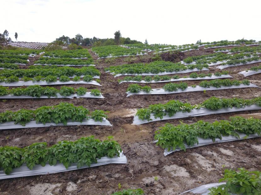 Kawasan Food Estate Humbang Hasundutan, Sumatera Utara akan memasuki masa panen. Kementerian Pertanian memprediksi panen bawang merah dan kentang dimulai bulan Maret sedangkan untuk bawang putih diperkirakan akan mulai dipanen di akhir april 2021.
