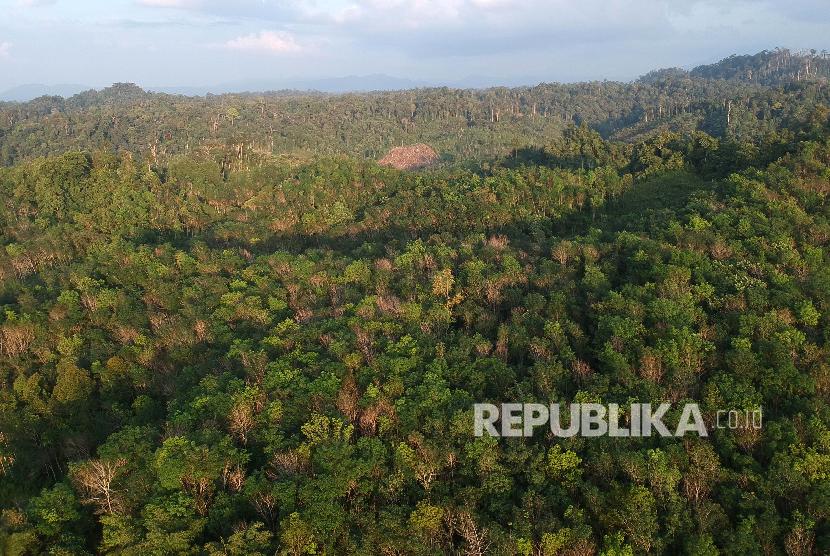 Kawasan hutan Desa Durian Rambun di Muara Siau, Merangin, Jambi