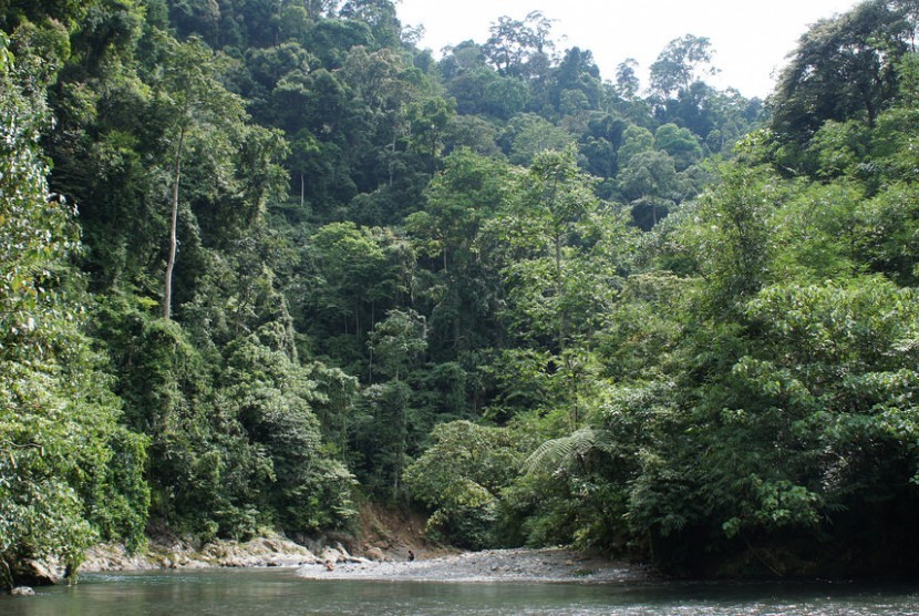 Kawasan hutan Taman Nasional Gunung Leuser (TNGL).