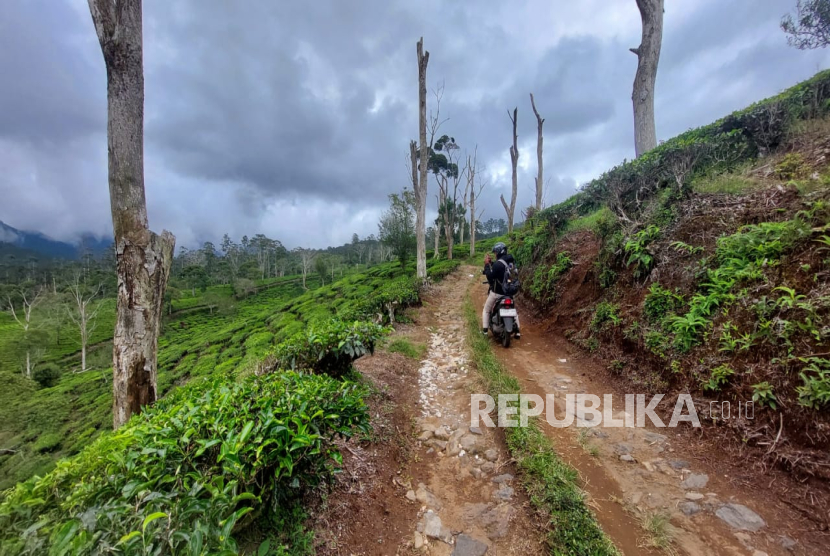 Kawasan Perkebunan Teh Sukawana di Desa Karyawangi, Kecamatan Parongpong, Kabupaten Bandung Barat, Jawa Barat.