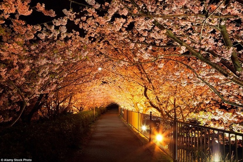 Kawazu Cherry Tree in Shizuoka, Japan