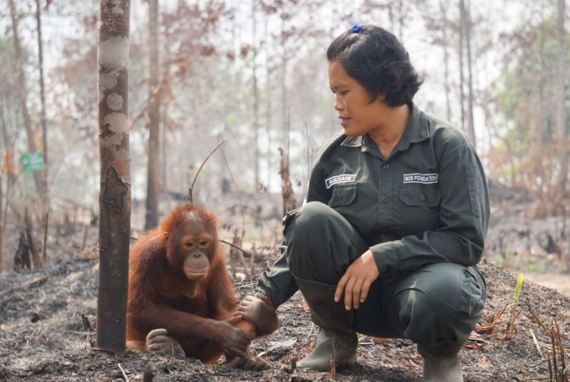 Kebakaran di Indonesia menyebar ke taman nasional dan hutan hutan tropis, yang menjadi habitat orang utan yang terancam punah. 