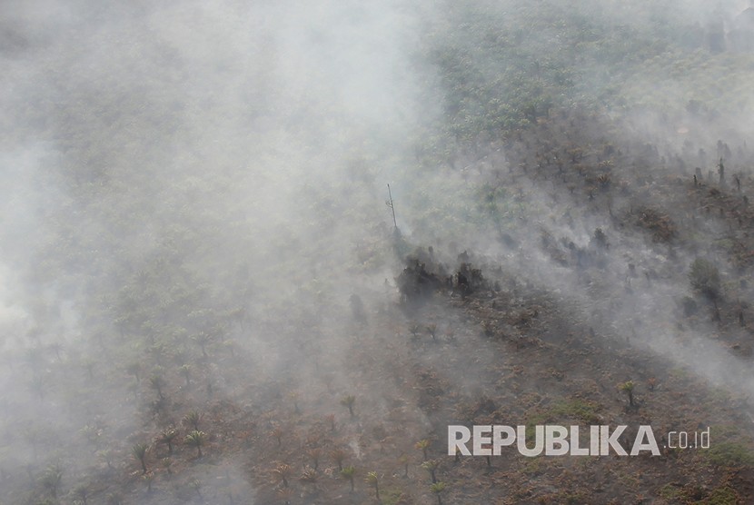  Kebakaran hutan dan lahan melanda perkebunan sawit rakyat di sejumlah titik di Desa Bukit Kerikil Bengkalis dan Desa Gurun Panjang di Dumai, Dumai Riau, Senin (25/2/2019). 