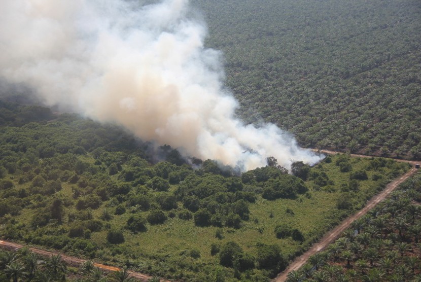 Kebakaran hutan dan lahan perkebunan sawit rakyat (ilustrasi) 