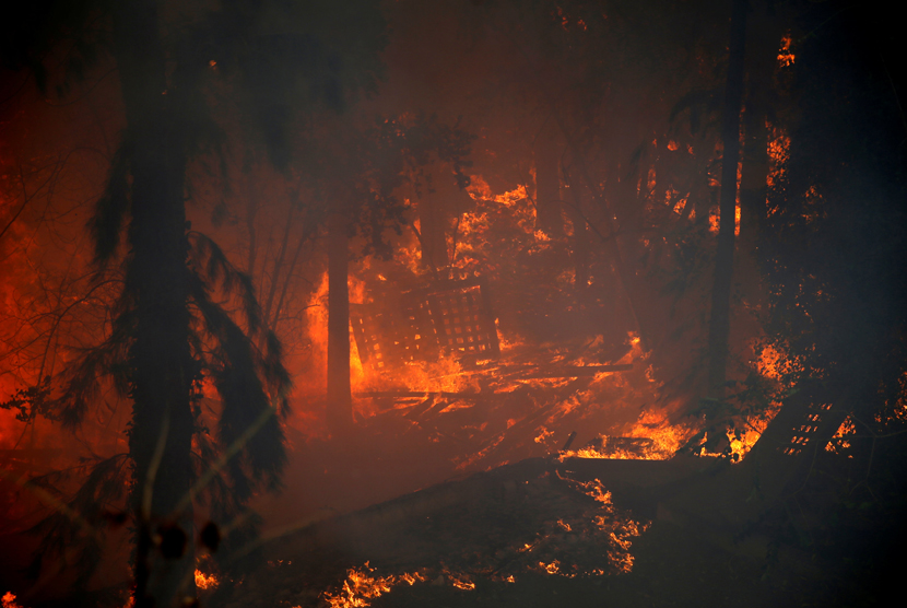 Kebakaran hutan di utara kota Haifa, Israel 24 November 2016.