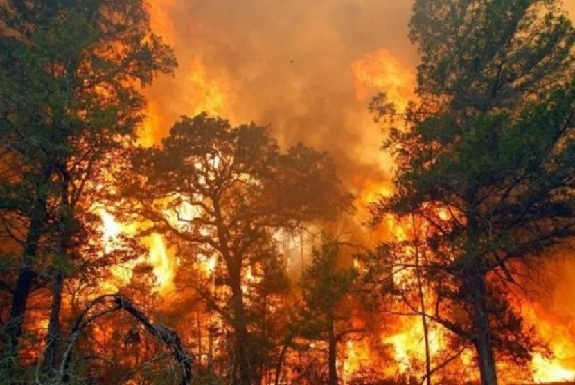 Kebakaran hutan dan lahan kembali terjadi di Desa Toapaya, Kabupaten Bintan, Kepulauan Riau, Selasa (31/3) (Foto: ilustrasi kebakaran lahan)