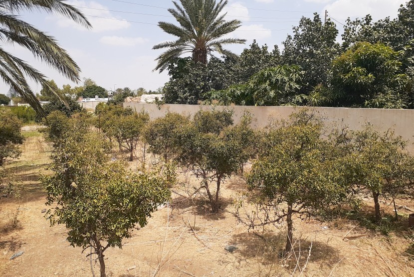 Kebun anggur di sekitar Masjid Addas, Thaif.