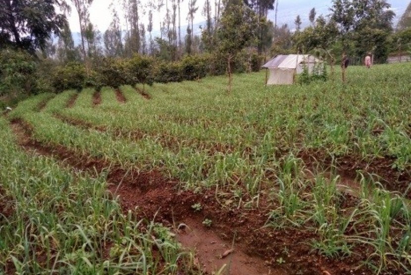 Kebun bawang putih di Kabupaten Wonosobo, Jawa Tengah.