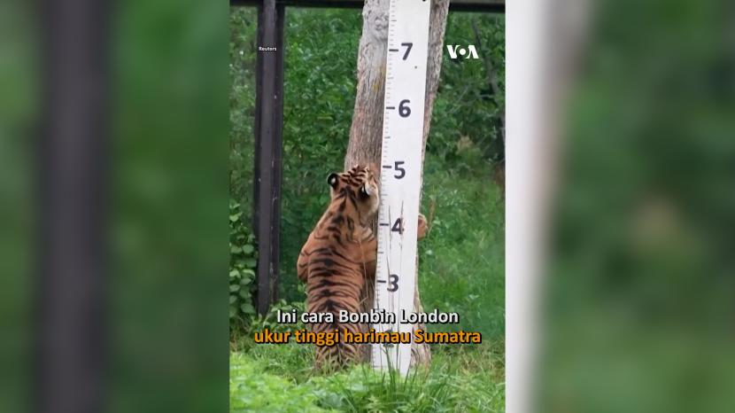 Kebun Binatang di London mengukur tinggi dan berat badan penghuninya