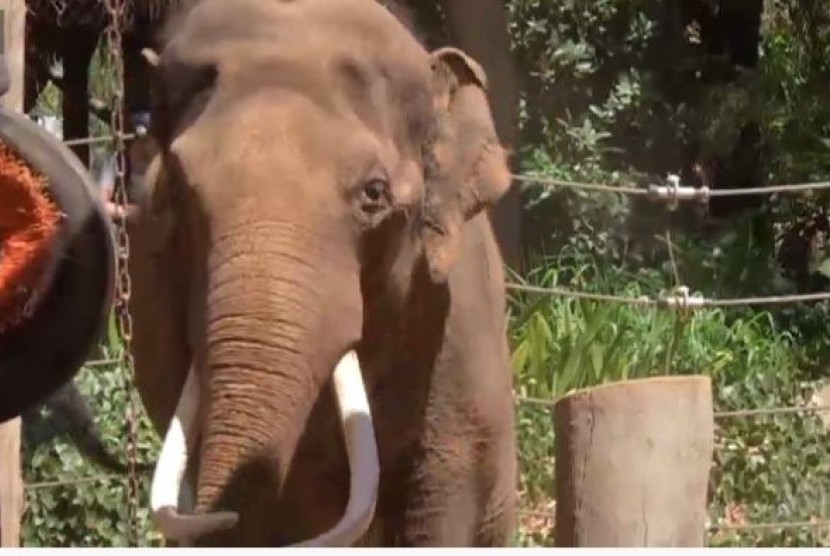 Kebun Binatang Perth di Australia Barat saat ini tengah melatih gajah Putra Mas untuk membaui.