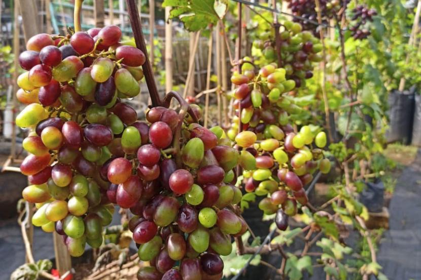 Kebun buah anggur yang bibitnya berasal dari Ukraina tumbuh subur di Kota Bekasi tepatnya di Jalan Bambu Kuning, Kelurahan Sepanjang Jaya, Kecamatan Rawalumbu. Hal itu lantaran suhu di Kota Bekasi yang cenderung panas sehingga proses fotosintesis anggur maksimal. 