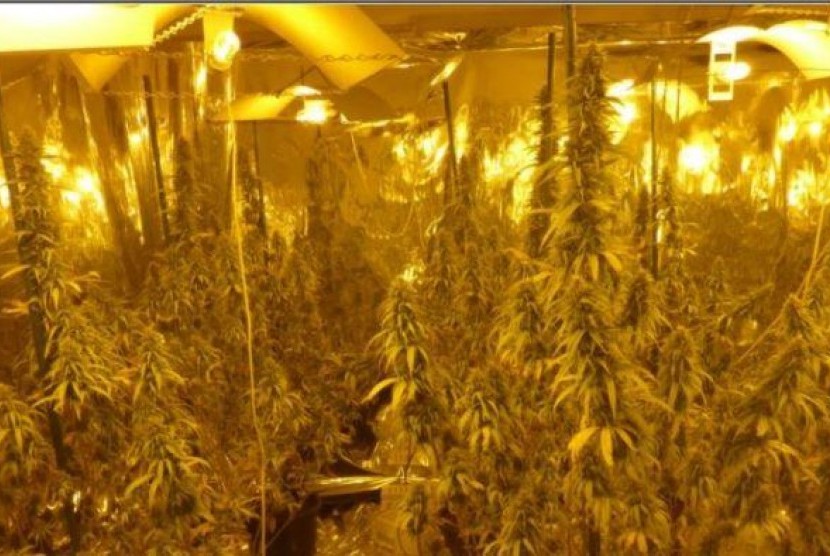 Hydroponic cannabis nursery found in Tasmania.