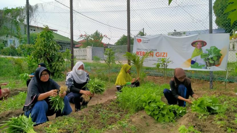 Kebun gizi yang berada di desa binaan Rumah Zakat Tanjung Piayu memulai tahun 2022 dengan memanen beberapa sayuran di antaranya kangkung, bayam, kacang panjang dan sawi. Seperti yang dilakukan pada Senin (24/1).