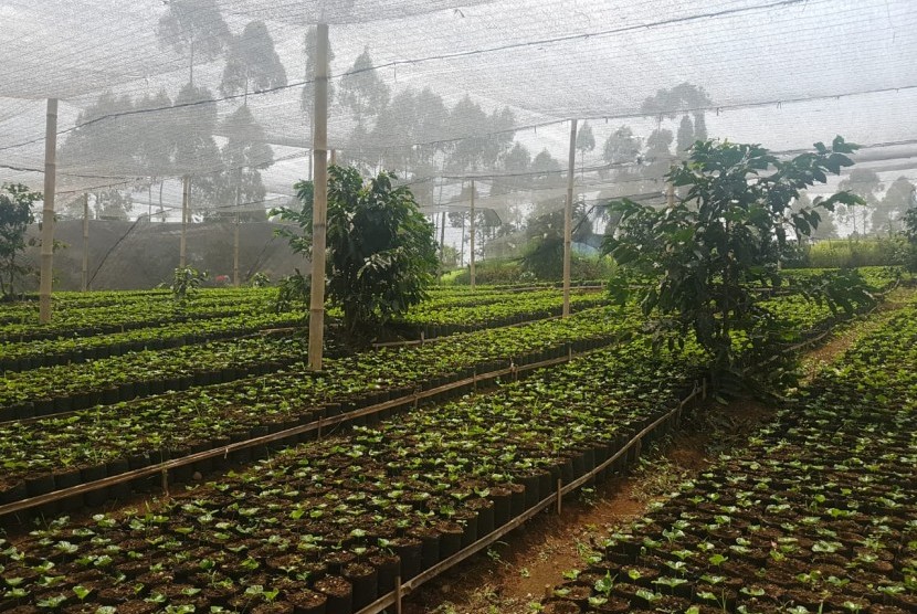 Kebun kopi Java Preanger di Gunung Tilu yang dikelola Kang Aleh.