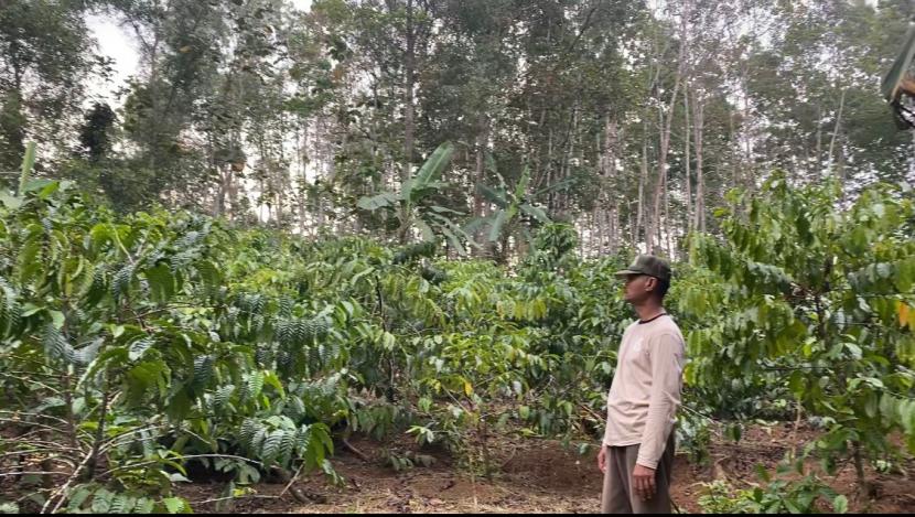Kebun kopi milik pemuda asal Desa Karanggintung, Kabupaten Cilacap. Produk dari Kopi Sugara ini didorong oleh Pemerintah Desa Karanggintung untuk menjadi produk unggulan desa.