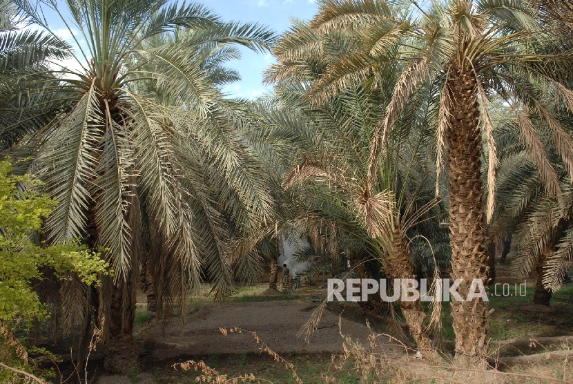 Arab Saudi Kirim Kurma ke 107 Tujuan Internasional. Kebun Kurma di Arab Kurma.