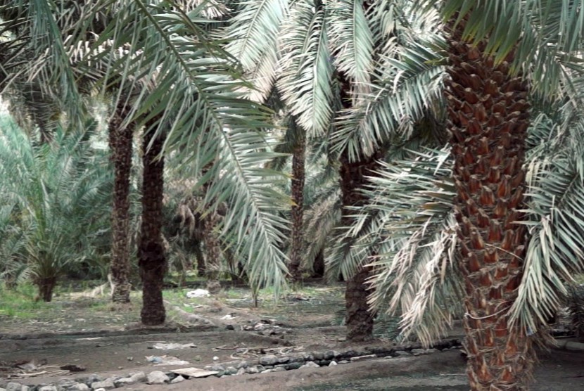 Nubuat Rasulullah SAW menyebut akan kembali hijaunya jazirah Arab. Kebun kurma di Madinah, Arab Saudi