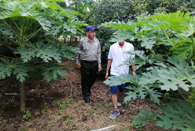 Kebun Percobaan Pandu di Minahasa Utara, Sulawesi Utara.